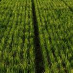 2.5 Bigha Agriculture Land for sale in Balawala, Diggi Malpura Road, Jaipur