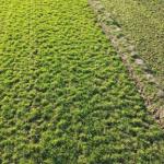 140 Bigha Agriculture Land for sale on Delhi Road, Jaipur | Between Dhand & Achrol