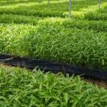 100 Bigha Agricultural Land for sale in Phulera, Jaipur