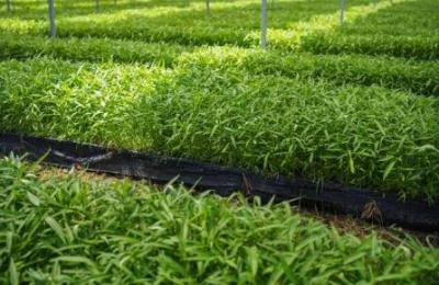 10 Bigha Agriculture Land for sale at Bagru Inside, Ajairajpura (Lakhawas Village), Jaipur