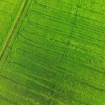 15 Bigha Agricultural Land for sale in Phulera, Jaipur