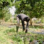 84 Bigha U3 Zone Land  | Near NIMS Medical College, Agriculture Land for sale on  Delhi Road, Jaipur