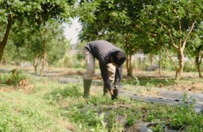 84 Bigha U3 Zone Land  | Near NIMS Medical College, Agriculture Land for sale on  Delhi Road, Jaipur